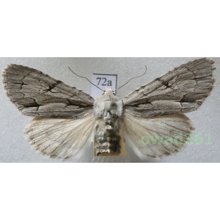 Acronicta psi (Linnaeus, 1758) female Czech72a